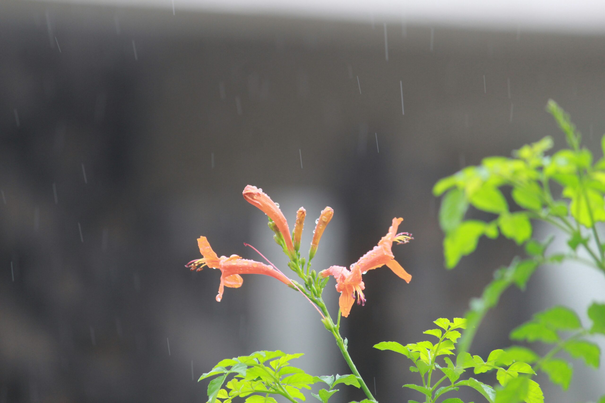 how rain affects hay fever